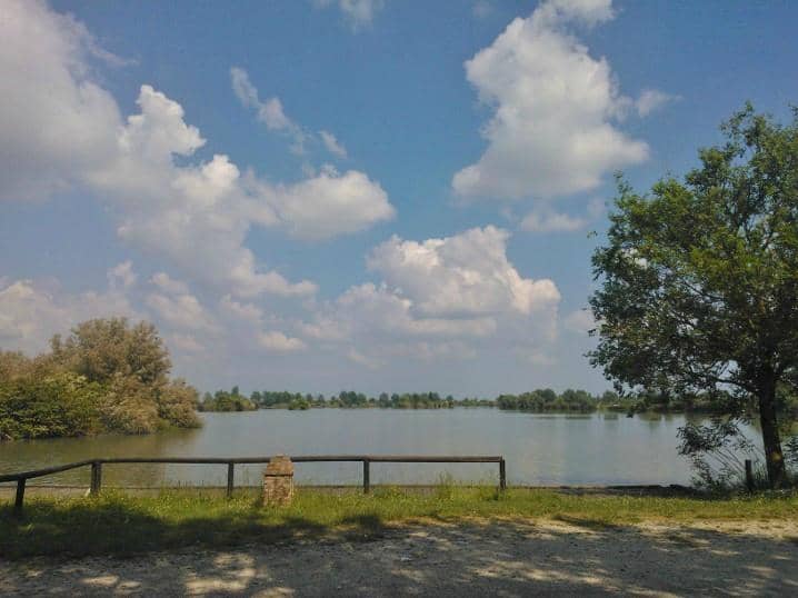 Friendly Resident Cat