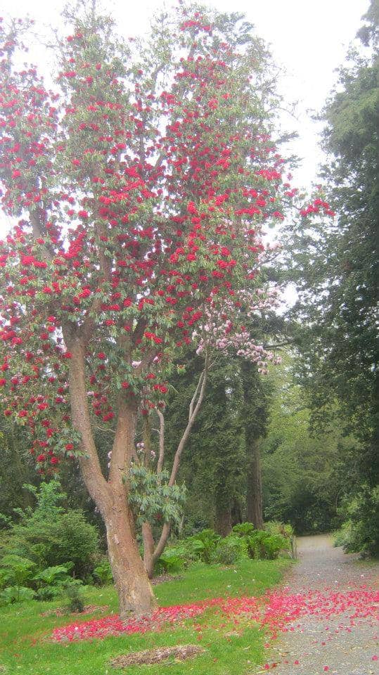 Historic House Ruins