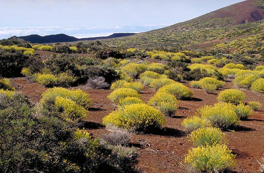 Sunset Above the Clouds