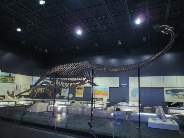 フタバスズキリュウ模型