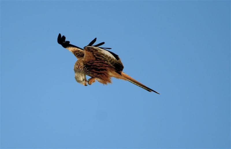 Rare White Red Kite Sighting
