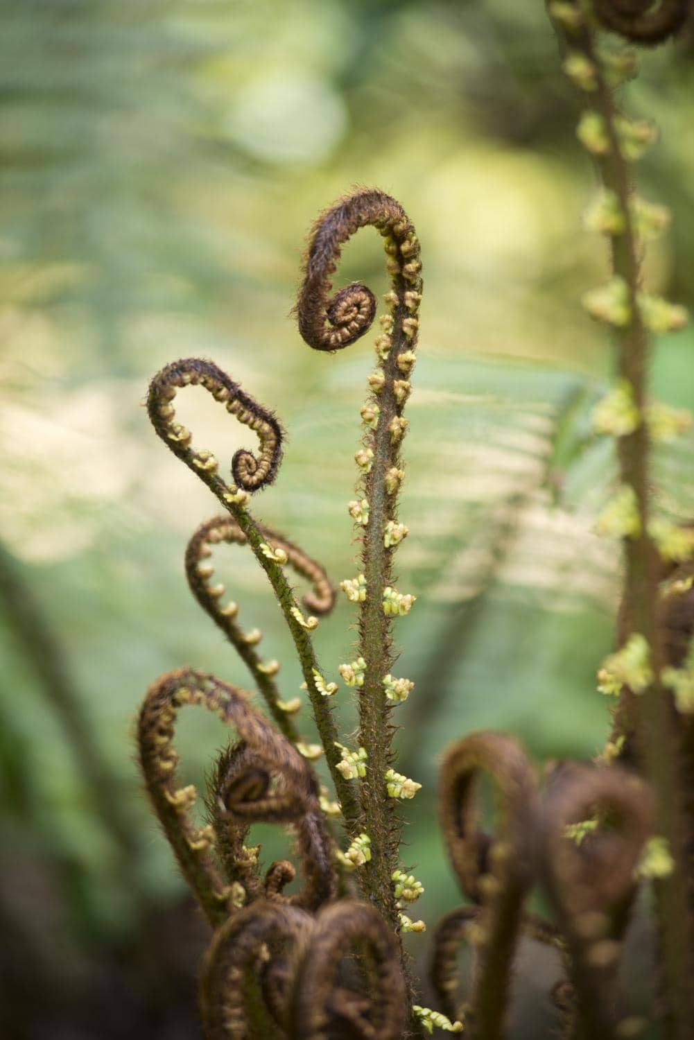 Jungle-like Pathways