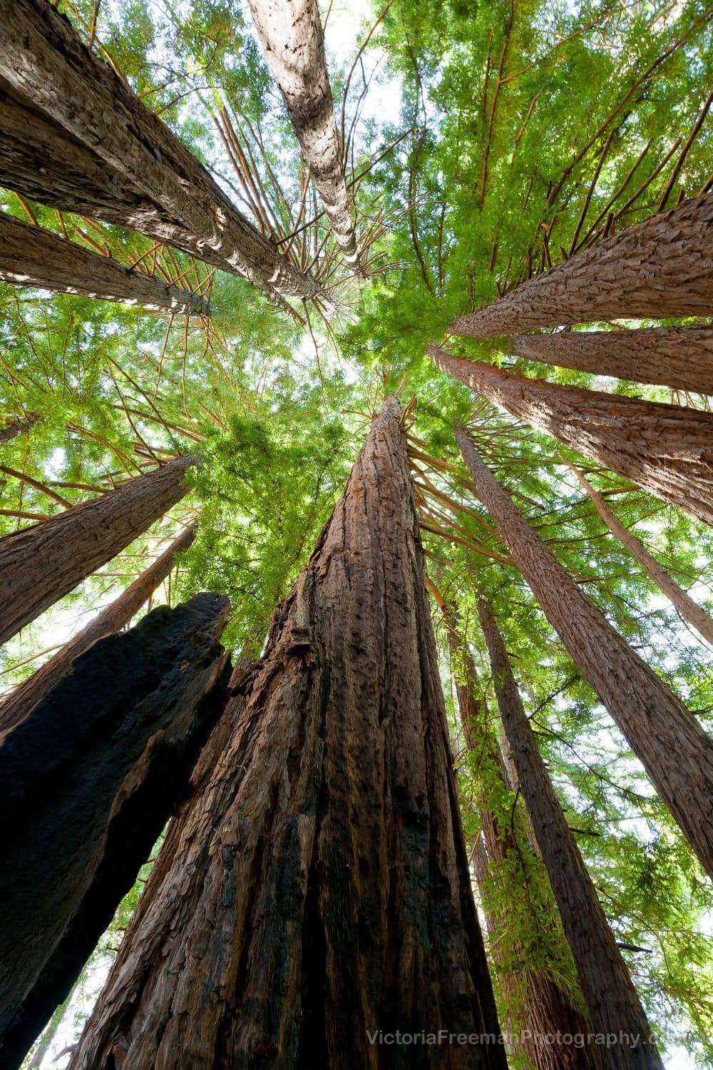 Creamery Meadow Trail to Beach