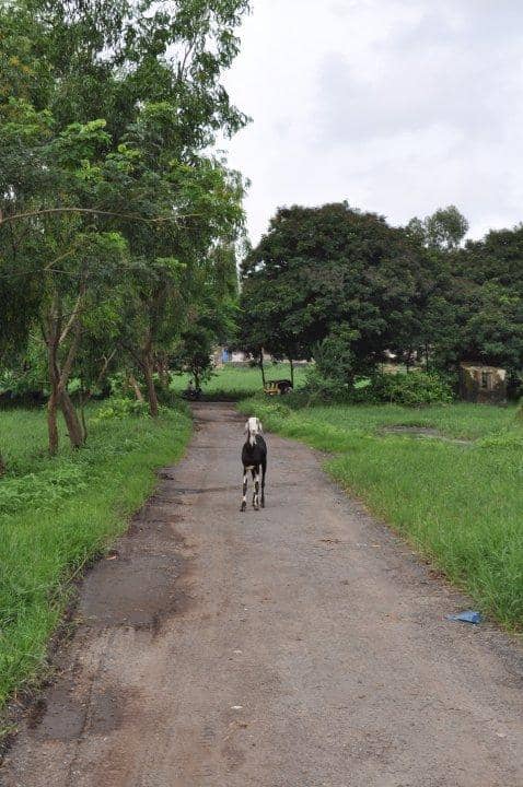 Aarey Dairy and Farms