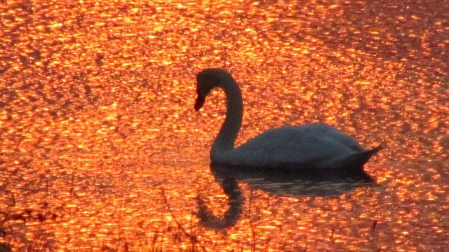 Sunset at Dawlish Warren bird reserve