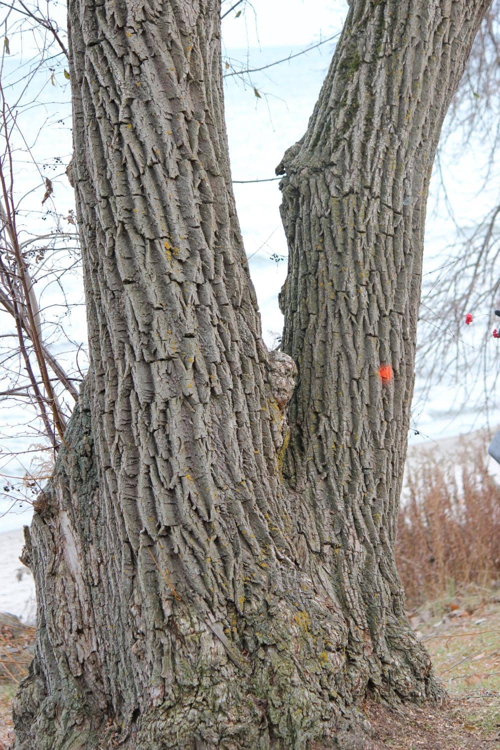 Rattray Marsh Conservation Area Trails