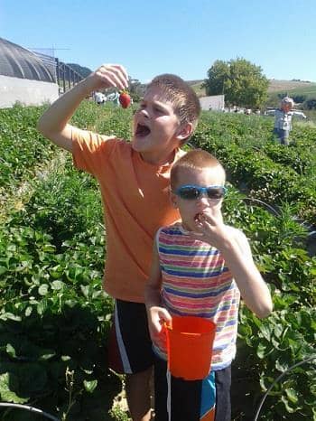 Strawberry Picking Fields