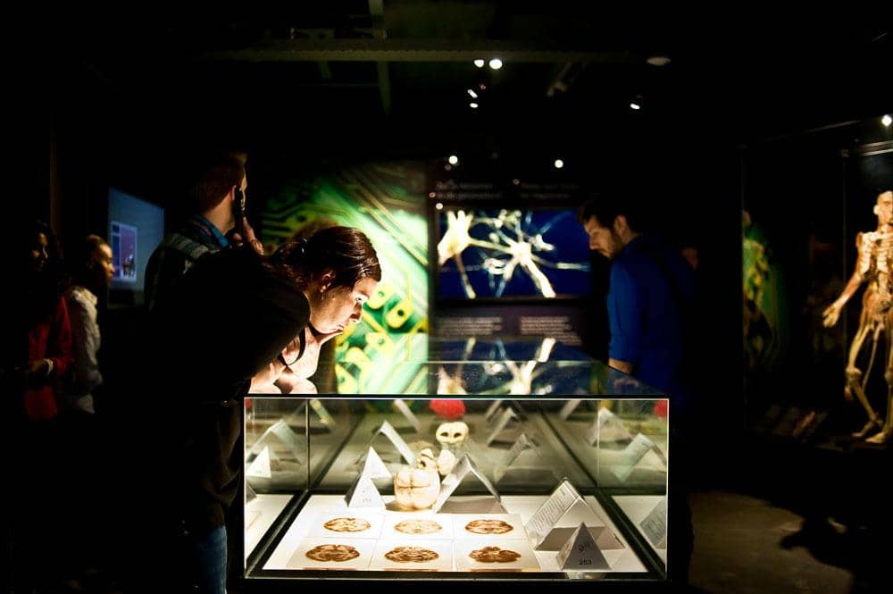 Detailed Anatomical Displays