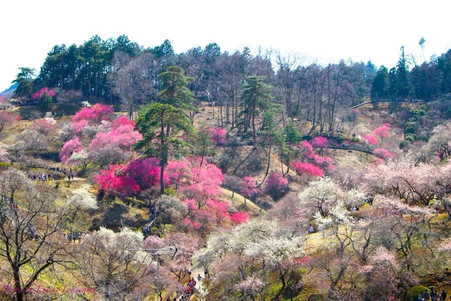 景色