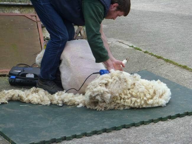 'Oh la vache!' Escape Game