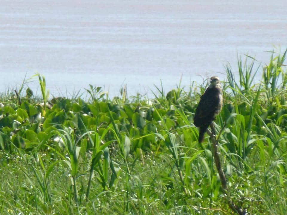 The Paraná River Views