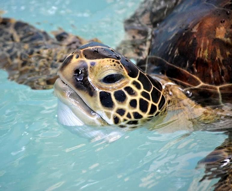 CROW is the only licensed sea turtle rehabilitation facility between Sarasota and Marathon in th