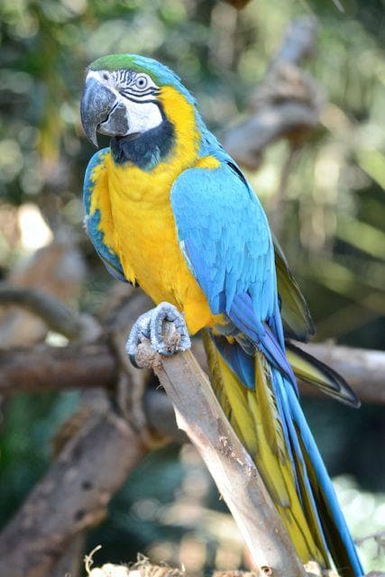 Macaw
