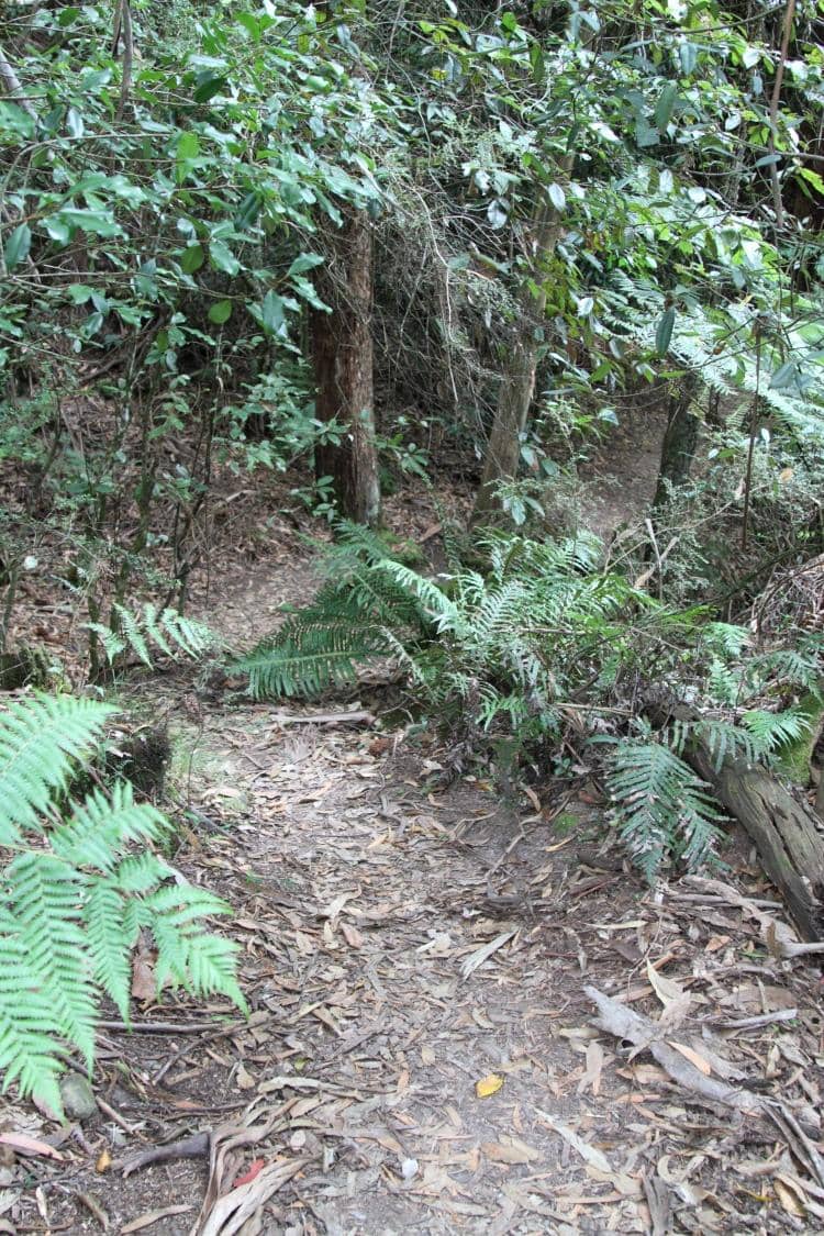 Lush Green Trails