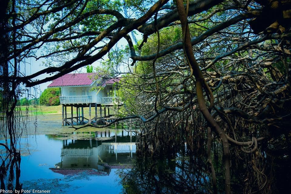 Sai Ngam Phimai Banyan