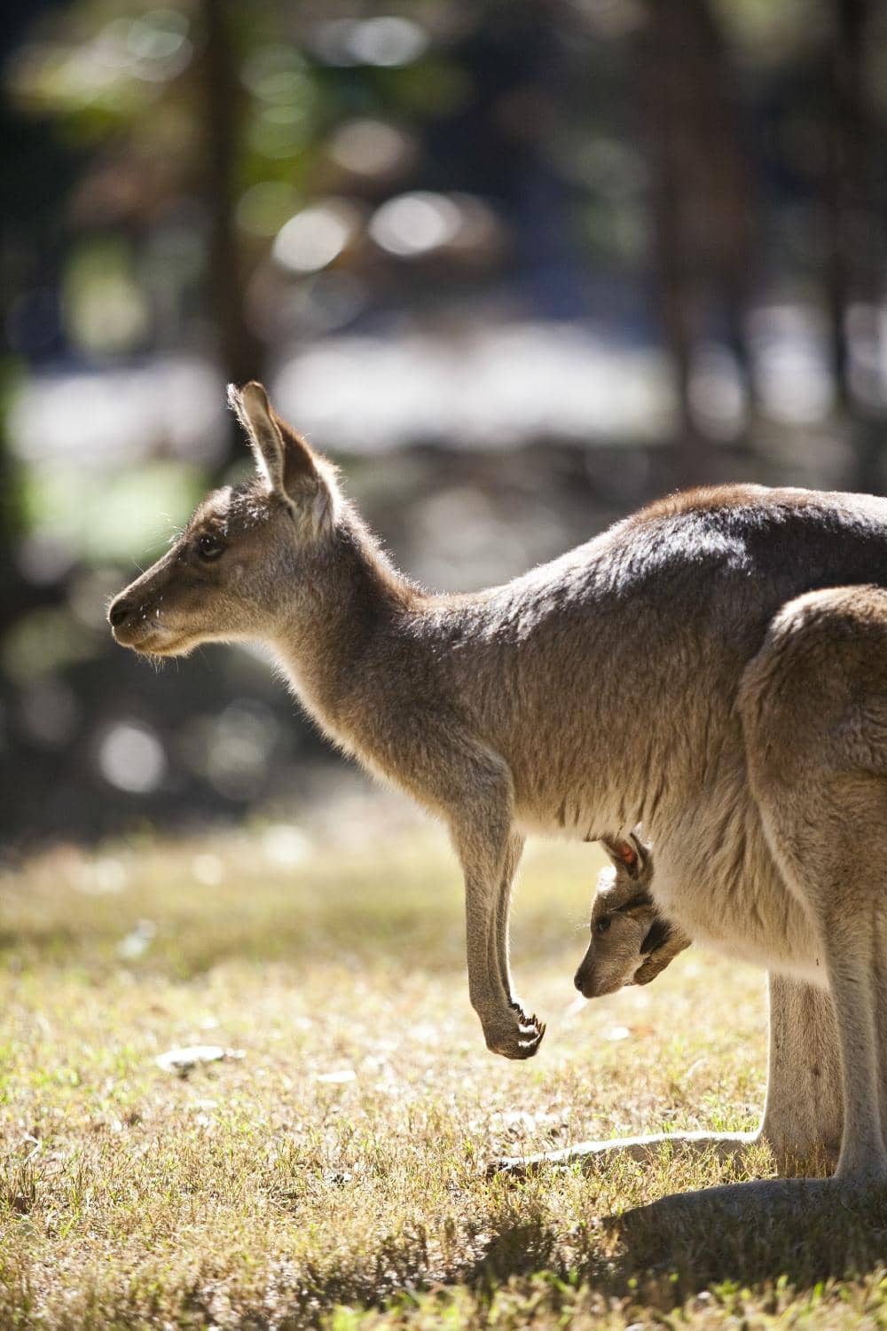 Wallaby Feeding Encounters