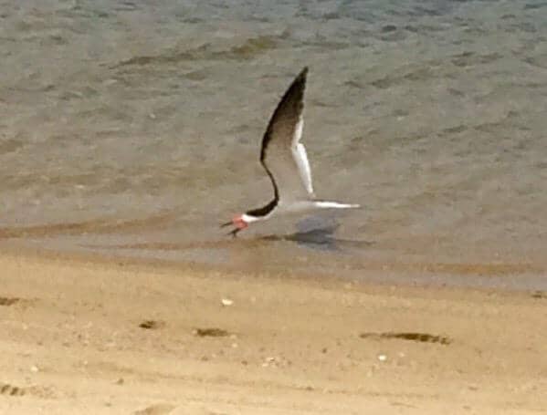 Mytoi Japanese Garden