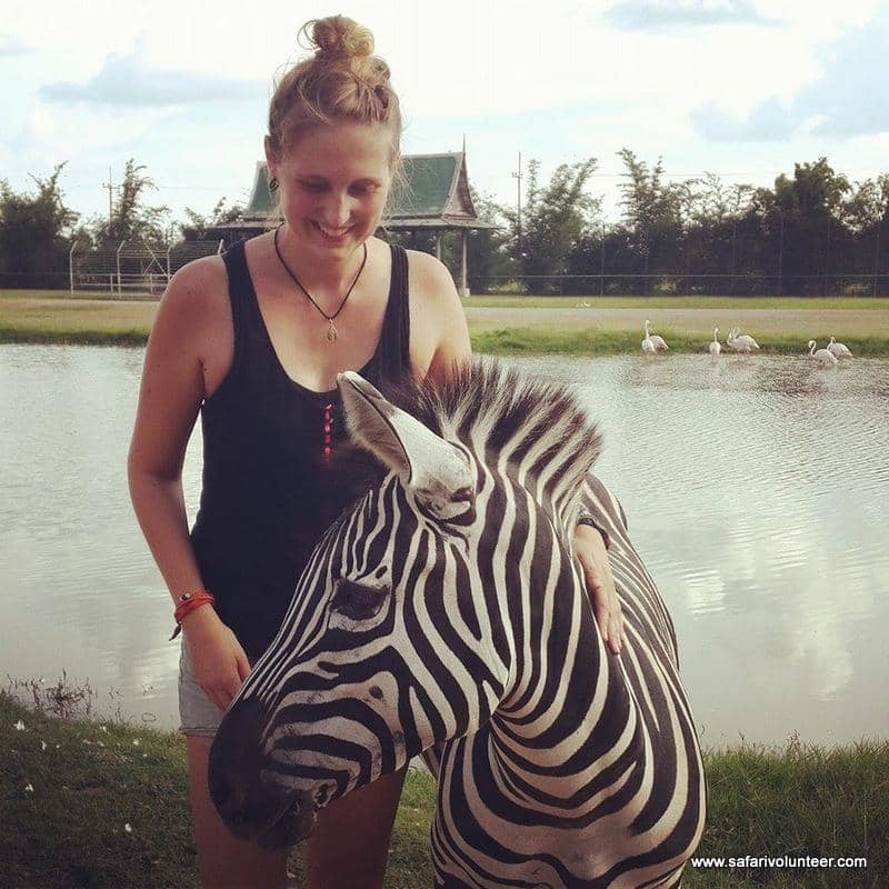 Giraffe Feeding Frenzy