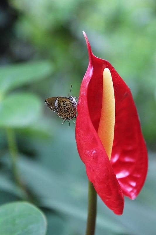 Rare Stone Collection