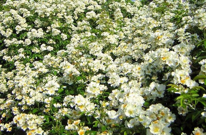 The Famous Rose Garden