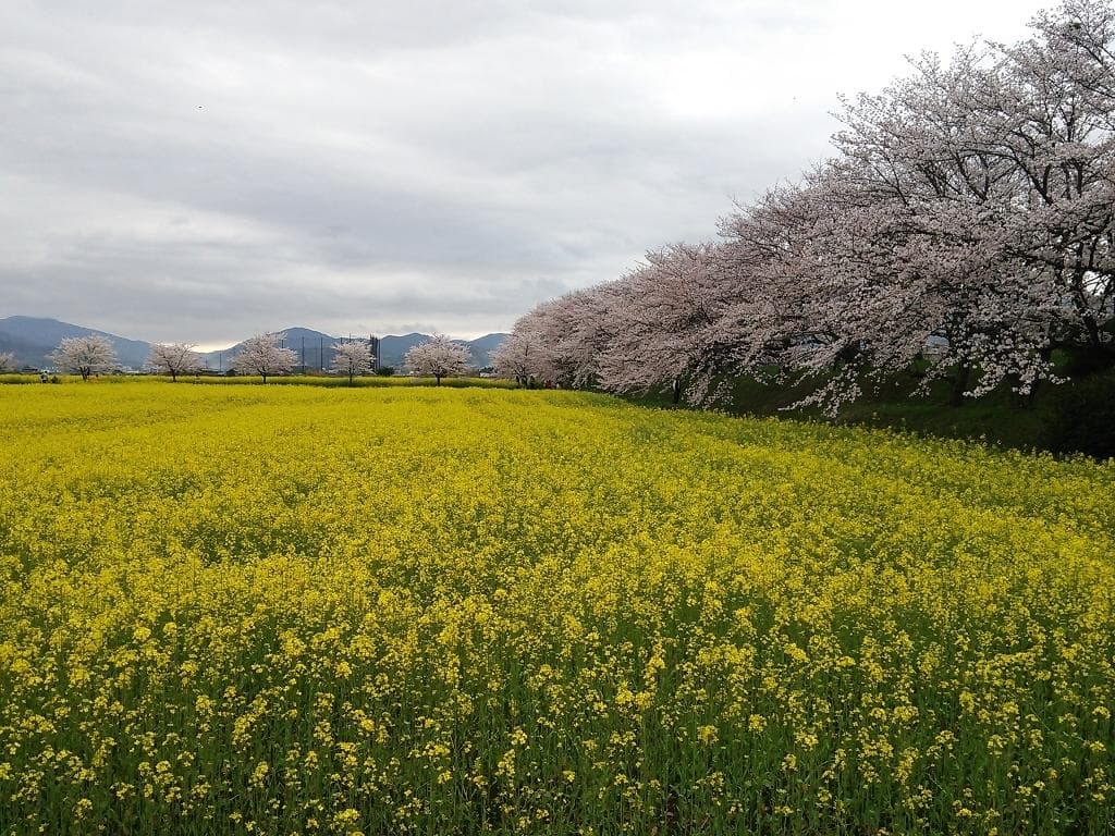 藤原京
