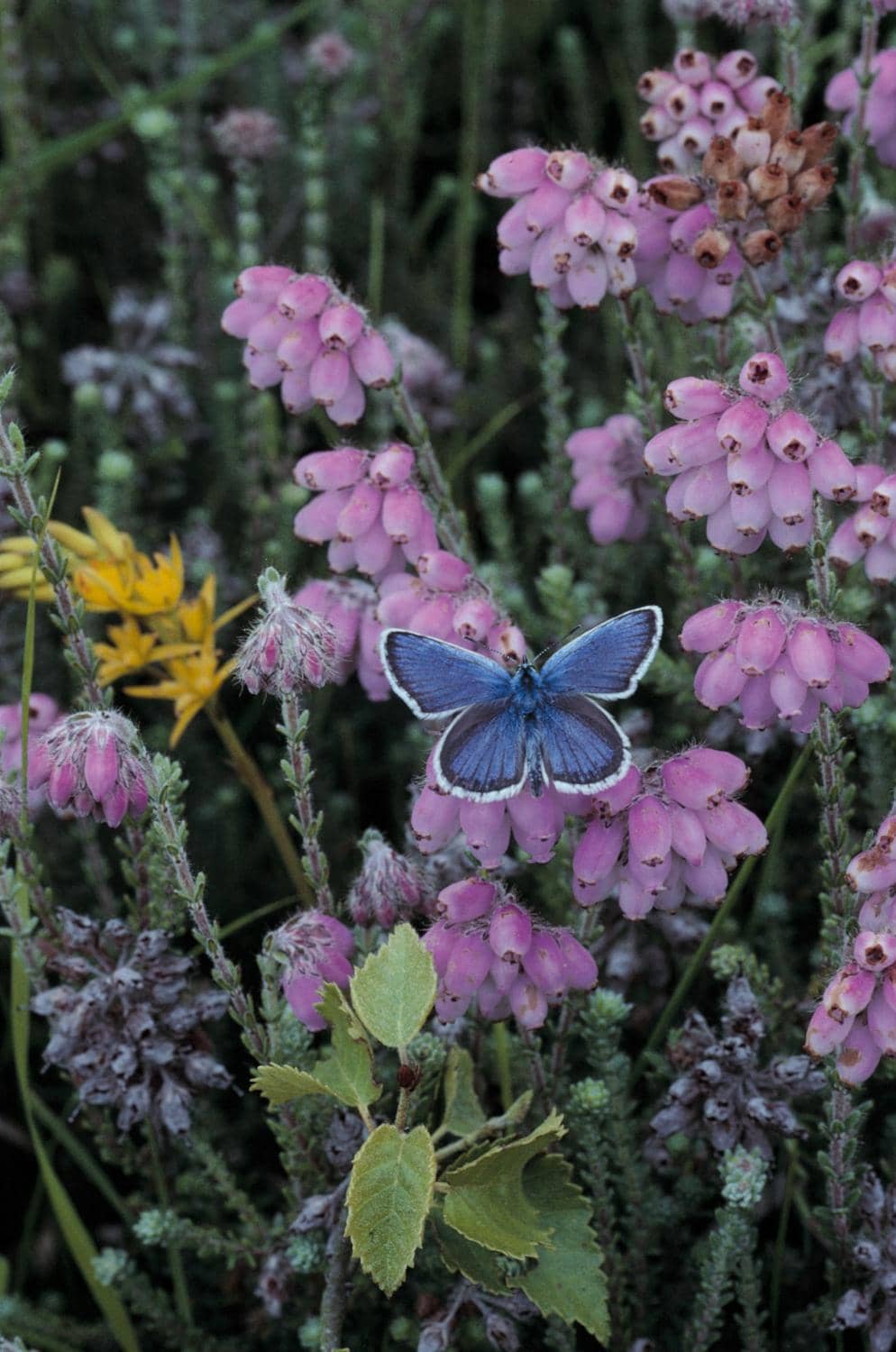 South Stack Lighthouse