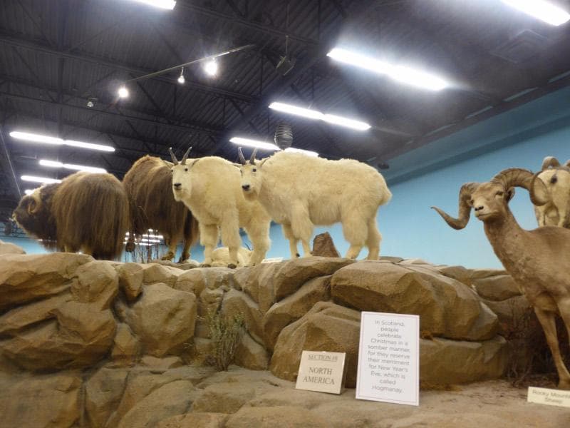 Rosenbruch Wildlife Museum
