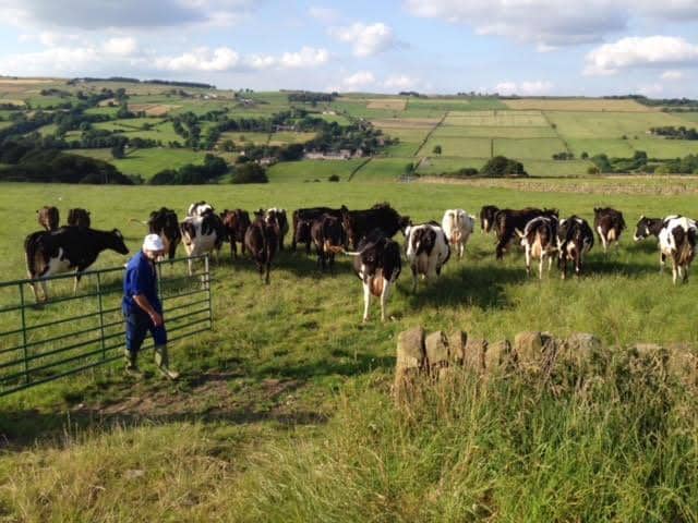 Meet the Cows