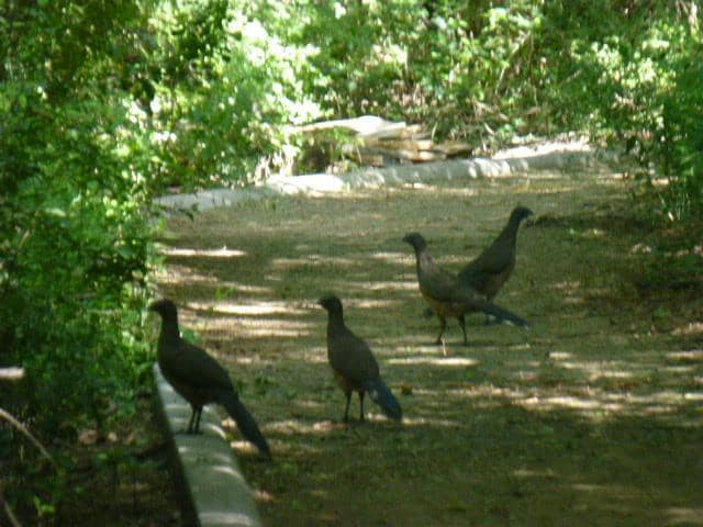 Native Plant Gardens