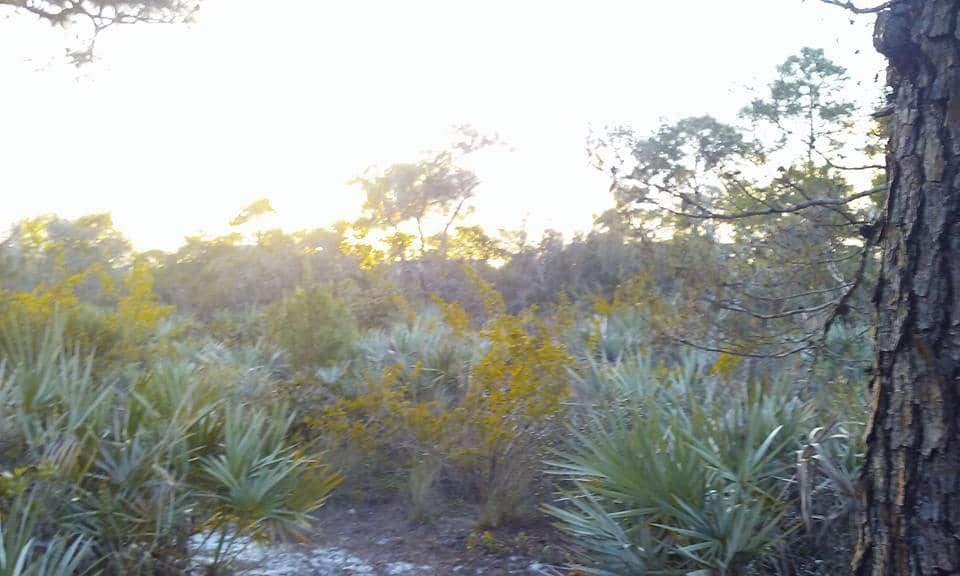 Pine & Palmetto Trails