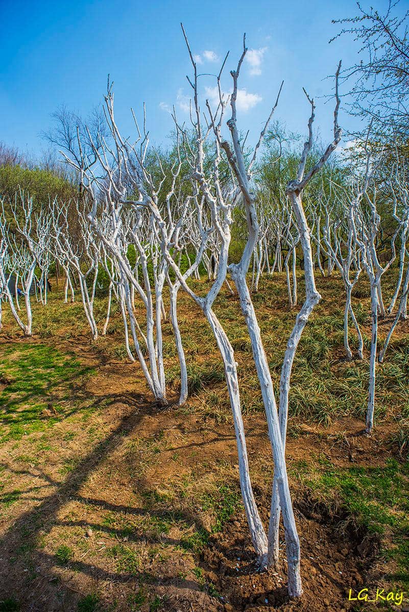 Water Fountain Spectacle