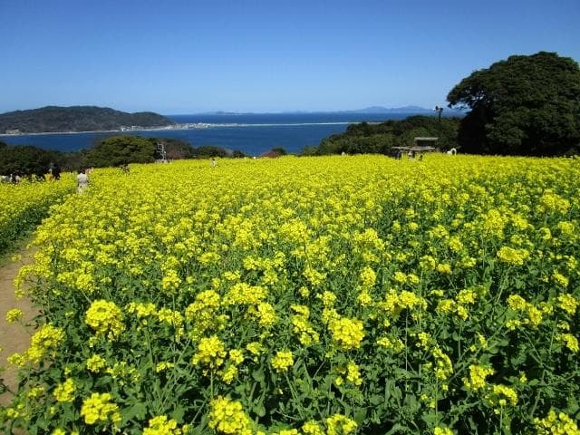 Nokonoshima Island Park