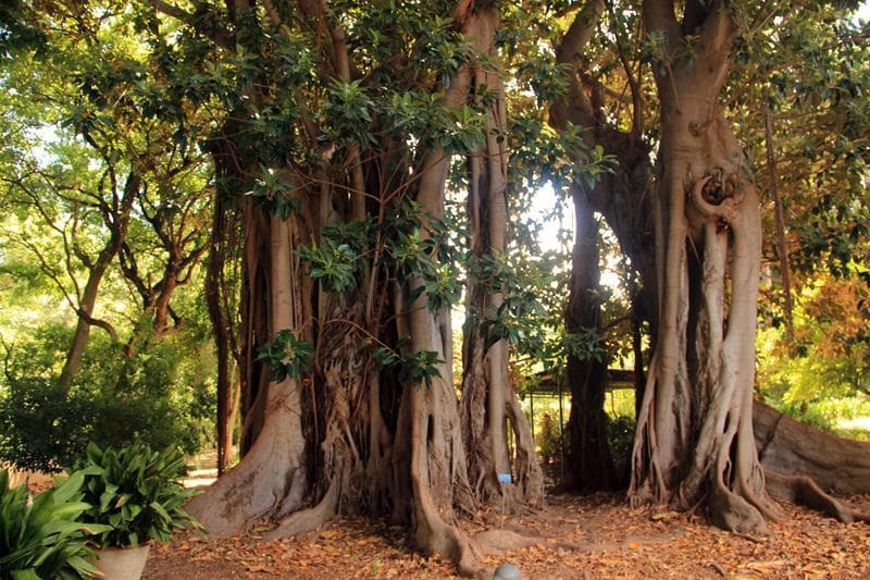 Orto Botanico di Palermo
