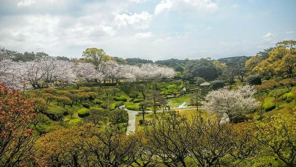 Cherry Blossom Spectacle