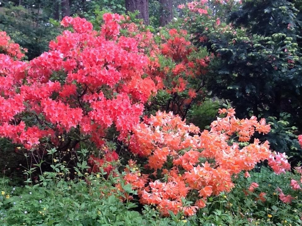 Rhododendron Species Botanical Garden
