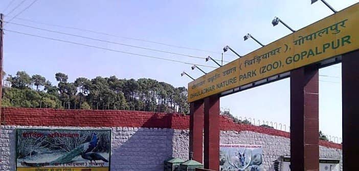 Himalayan Black Bear