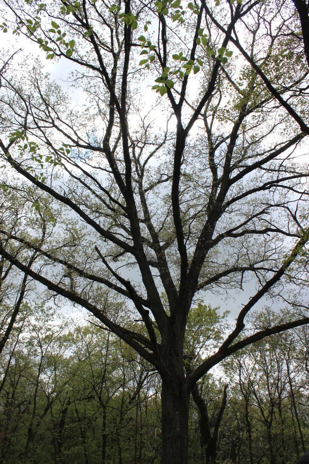 Vertical photo