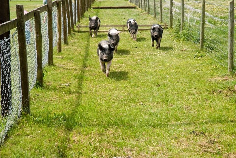 Interactive Animal Activities