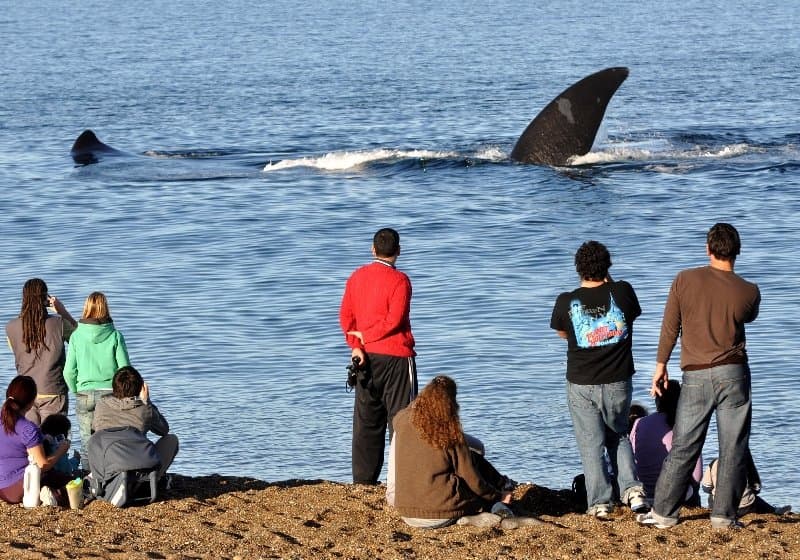 BALLENAS EN EL DORADILLO