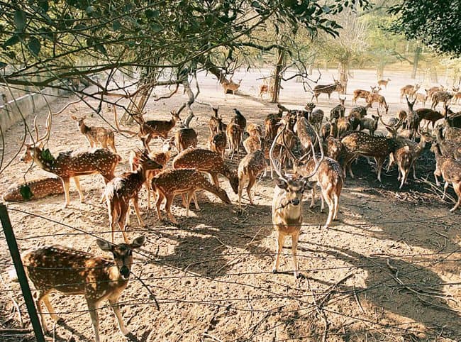 Garchumuk Deer Park