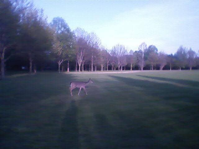 A deer that lives within Perrin Park.