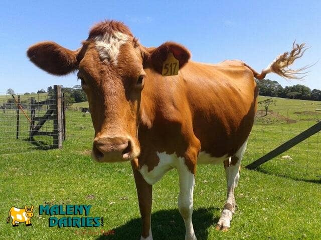 Farm Tour & Animal Encounters