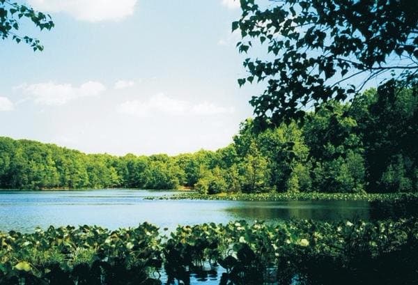 Many fresh water ponds