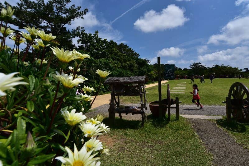 Water Buffalo Cart Ride