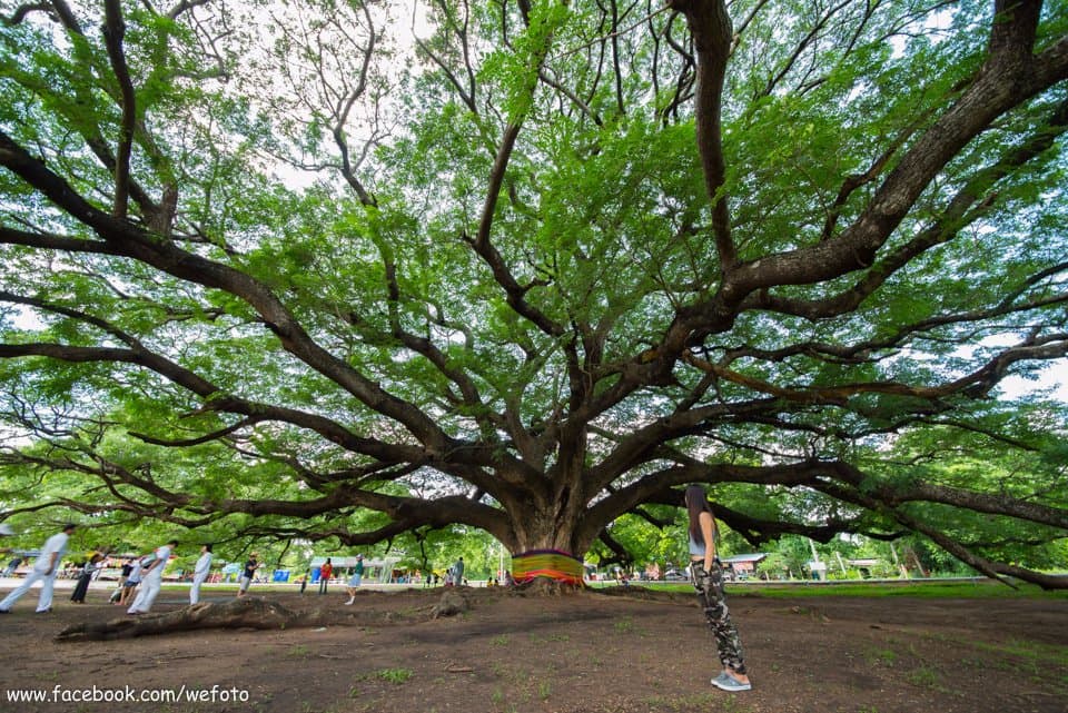 ต้นจามจุรียักษ์