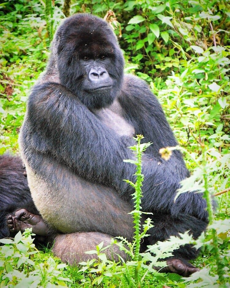 Volcanoes National Park Rwanda