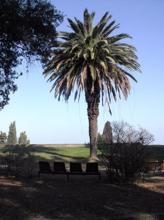 Palma a dominare