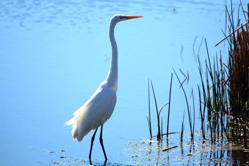 Birdwatching Paradise