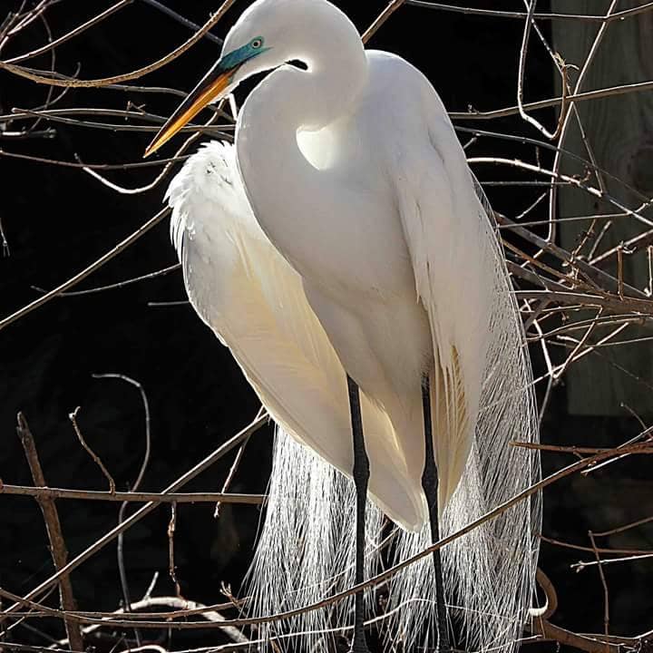 Davis Bayou Campground
