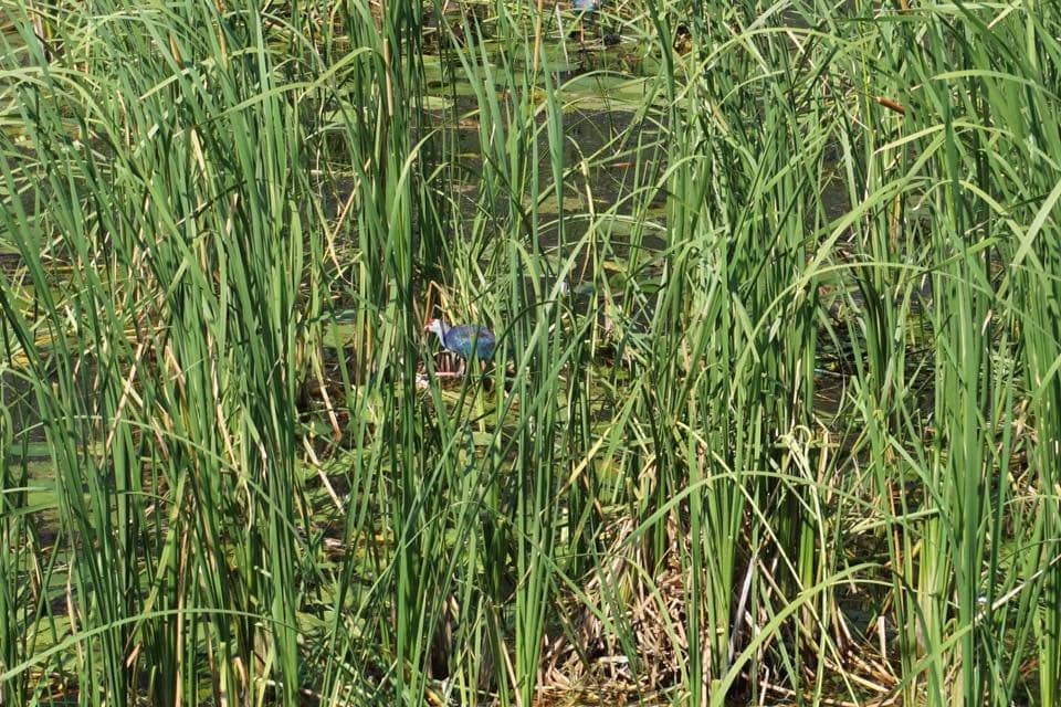 The Expansive Boardwalk